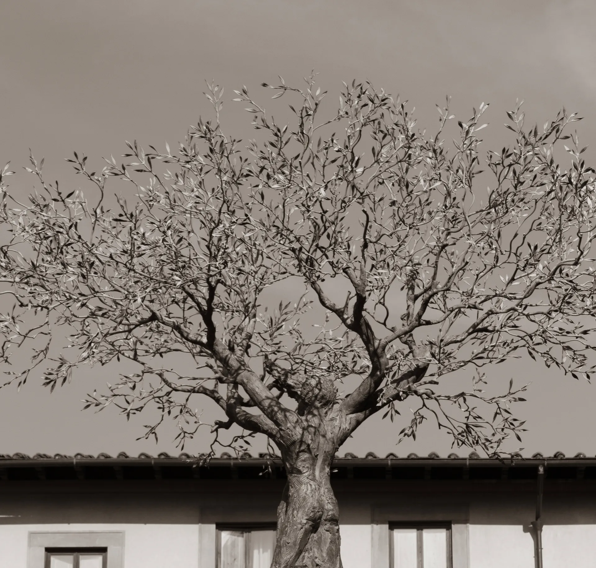 A Portrait in Absence